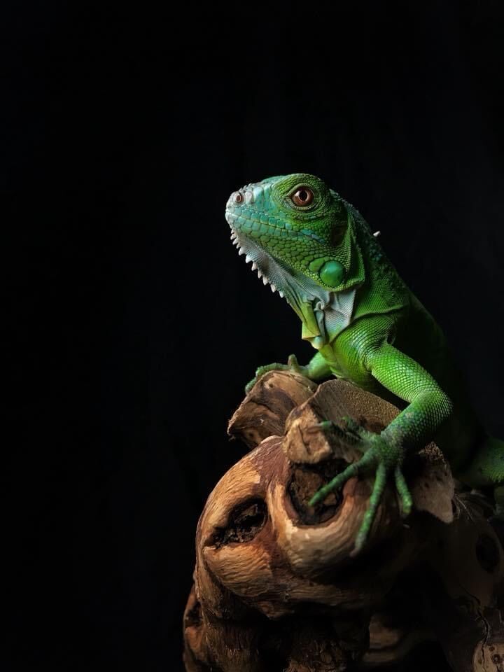 iguana